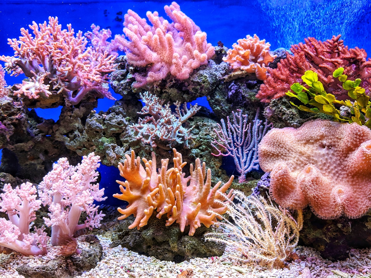 Coral Restoration — 5,000 New Fragments